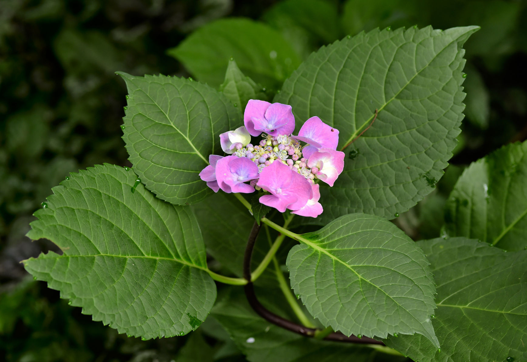 Hydrangea